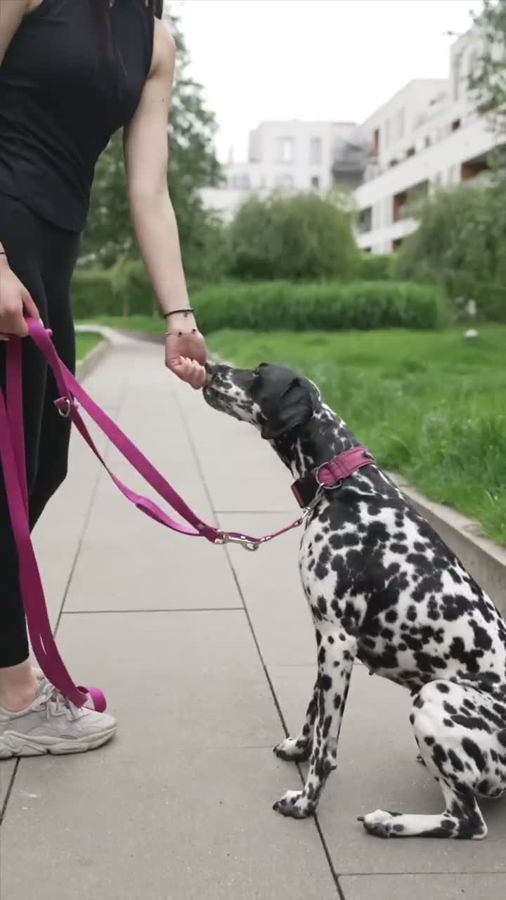 Dogy.lt – premium augintinių papildai